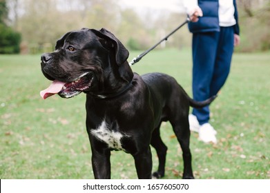 Man walking a huge black dog in a park. Cane corso doggy training. Large pet