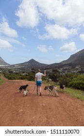 Man Walking Lots Of Dogs With Mountains In The Background