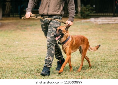 Chien Images Stock Photos Vectors Shutterstock