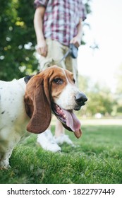 Man Walking Older Basset Hound Door On Leash In The Park. 