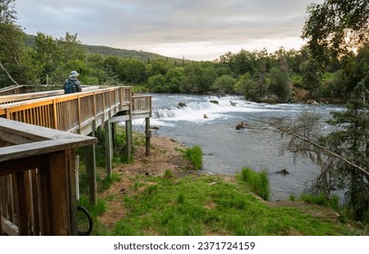 Man walking on the empty viewing platform early morning. Brown bears salmon fishing on the Brooks Falls. Katmai National Park. Alaska. USA.