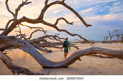 Man walking on the ocean beach with weathered trees at sunriset.  Drift wood are left behind from years of erosion. Driftwood Beach on Jekyll Island, Georgia, USA.