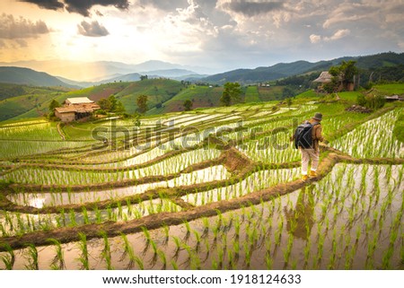 The man is walking on the rice field At papong pian house, Chiangmai,Thailand.