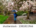 A man walking in the rain among Tulip trees in blossom in front of the Memorial Union (student union) on the Oregon State University Campus