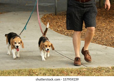 Man Walking Two Beagle Dogs On Lead