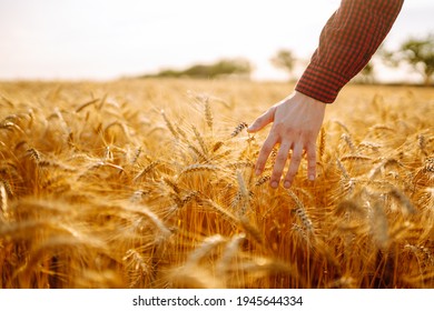 Man walking in wheat during sunset and touching harvest. Agricultural growth and farming business concept. - Powered by Shutterstock