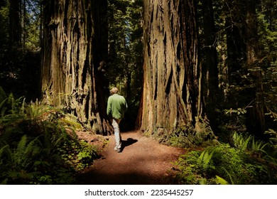 Man walks in between two trees in the Redwood National Park of California 