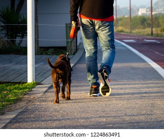 Man Walks Brown Dog Near Red Cycle Path. Leash, Feet, Sneakers, Back View.