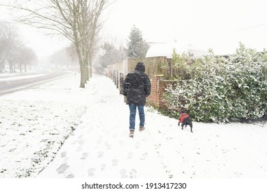 A Man Walks A Dog In Heavy Snow Fall And Wind. There Is Slight Motion Blur