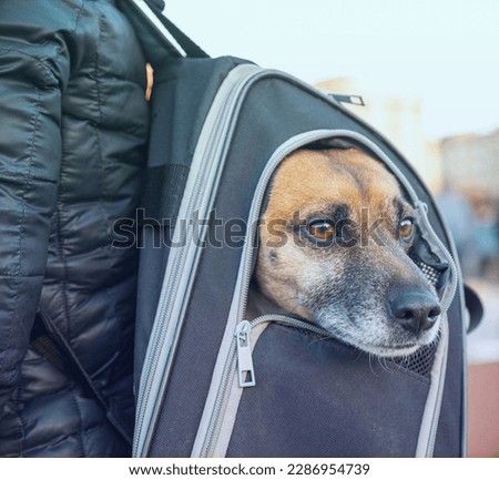 A man walks on the street with a Jack Russell terrier dog in a special carrying backpack. Portrait of a Jack Russell terrier.