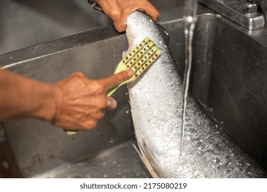 Man Washing Salmon At A Fish Cleaning Station