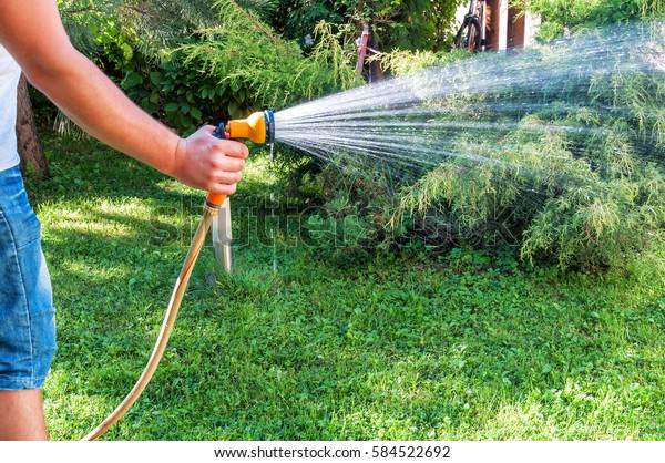 Man Watering Grass Hose Stock Photo (Edit Now) 584522692