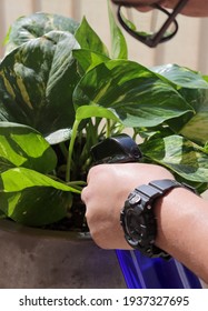 Man Watering His Pothos Plant During Isolation