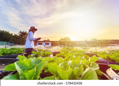 A man watering in organic vegetable farm with sunset effect background