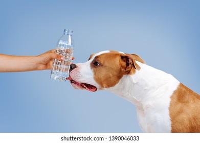 The man waters the dog with water. A dog licks a bottle of water in the hands of a man on a blue background
