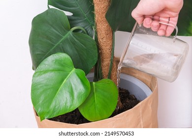 A Man Waters A Monstera Plant From A Watering Can. Care Of Home Plants.