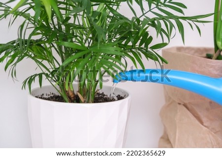 A man waters a palm tree plant from a watering can. Care of home plants.