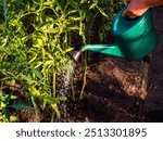 a man waters tomatoes in a greenhouse in the garden with a green watering can