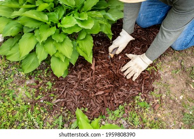 Man Wearing Garden Work Gloves Spreading Brown Wood Chip Mulch With Spade Under Green Hosta Plant To Cover Weeds. Landscaping, Landscape, Around, Fall, Yard, Borders, Small Shovel, Trowel, Man, Word