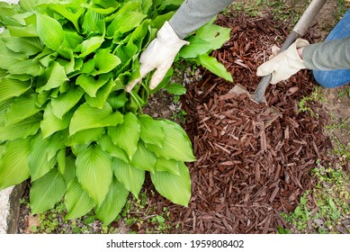 Man Wearing Garden Work Gloves Spreading Brown Wood Chip Mulch With Shovel Under Green Hosta Plant To Cover Weeds. Landscaping, Landscape, Around, Fall, Yard, Borders, Small Shovel, Trowel, Man, Word