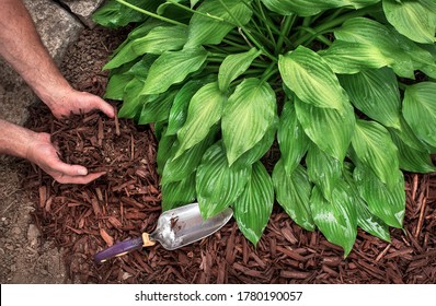 Man Wearing Gardening Gloves Puts Brown Wood Chip Mulch From A Bag Around Hosta Plants, Spreading With A Trowel, For Yard Landscape Fall And Spring Yard, Landscaping, Decorative Shade Plants