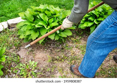 Man wearing gloves and using old garden hoe to clear weeks from around hosta plant in garden. landscaping, landscape, decorative plants, shade, clearing, weeding, scraping ground, dirt, dandelions 