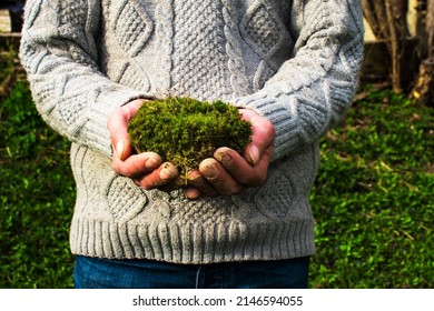 Man wearing gray knitted sweater holding green sphagnum or moss in hands. Concept of sustainable gardening and nature management