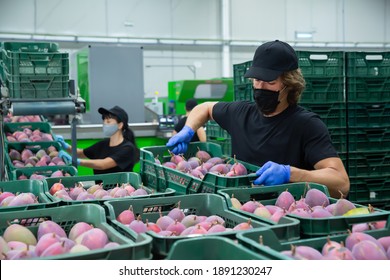 Man Wearing A Protective Mask Is Dragging Boxes Of Mangoes At A Food Factory Warehouse