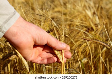 Picking The Wheat / How To Grow Harvest Wheat On A Small Scale The Art Of Doing Stuff : Bu picking the wheat in a pill box videosunu hemen indirin.