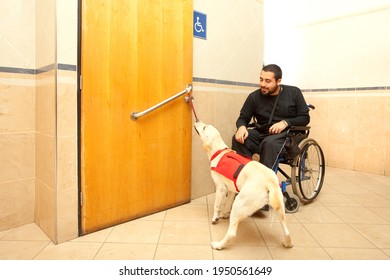 Man in wheelchair with the assistance of a trained dog at the bathroom of a supermarket