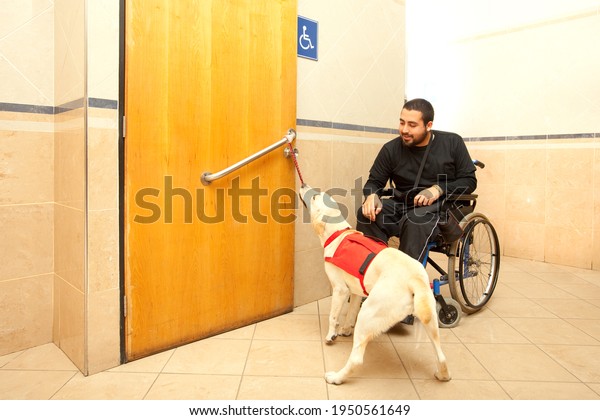 Man in wheelchair with the assistance of\
a trained dog at the bathroom of a\
supermarket