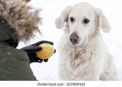 Man In Winter Outerwear Playing With Ball With White Dog Golden Retriever During Snowfall Outdoor In Public Park. Domestic Pet Training. Winter Time. Leisure Games, Outside Pursuit Activity.