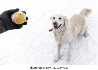 Man In Winter Outerwear Playing With Ball With White Dog Golden Retriever During Snowfall Outdoor In Public Park. Domestic Pet Training. Winter Time. Leisure Games, Outside Pursuit Activity.