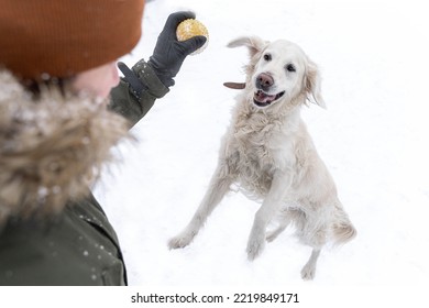 Man In Winter Outerwear Playing With Ball With White Dog Golden Retriever During Snowfall Outdoor In Public Park. Domestic Pet Training. Winter Time. Leisure Games, Outside Pursuit Activity.