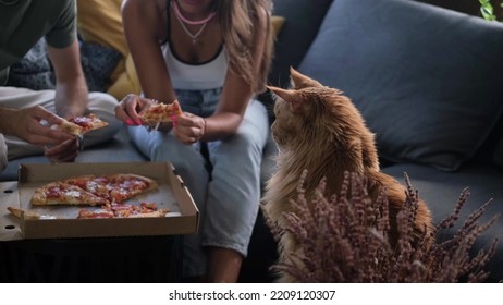 Man And Woman Eat Pizza At Home. Ready Meal Delivery Concept. Fast Food. Red Cat Begging For Food