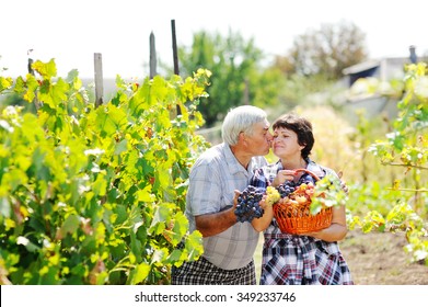 a man with a woman grape harvest. A couple of the vineyard. - Powered by Shutterstock