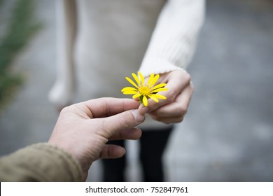 Man and woman hand over yellow flower - Shutterstock ID 752847961