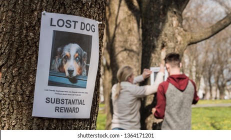 looking for lost dog