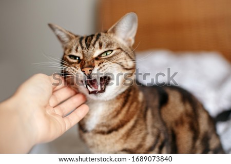 Man woman petting stroking hissing angry tabby cat. Relationship of owner and domestic feline animal pet. Mad savage furry kitten. Scared cat is afraid of stranger.