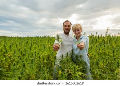Man and woman standing in marijuana CBD hemp plants field and holding leaf and bud. They are happy and satisfied.