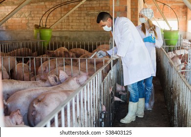 Man and woman veterinarians are going to make injection with drug to domestic pigs in sty