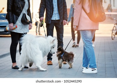 Man And A Woman Are Walking Their Pets In The City. Meeting Of Dog Breeders. Small Pomeranian Dog First Saw A Big Samoyed And Looks At Him In Surprise.