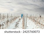 Man work pruning vines in the winter fog. Winter pruning of a vine grower. Prune the vineyard. Traditional agriculture. Cordon spurred method