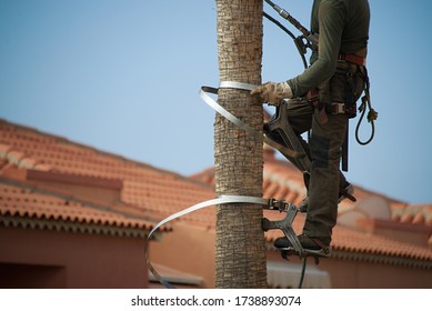 Man At Work, Work Safety And Hazard, Work In Heights. Gardener In Harness Climbing Up A Palm Tree To Cut Off Dead Branches In A Tropical Coastal Garden