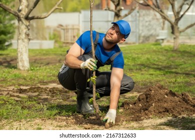 Man Worker In Blue Cap Plants Tree In Dug Pit In Garden. Landscaping Of Cottage House Yard With Fruit Tree Seedlings On Sunny Spring Day