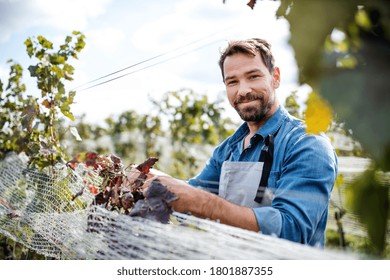 169 Man Working Vineyards With Apron Images, Stock Photos & Vectors ...