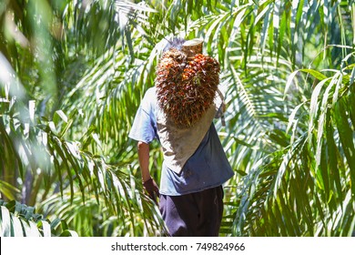 Man worker harvesting palm oil