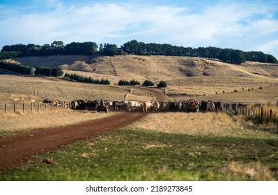 Man Working In Agriculture. Boy Riding A Motorbike On A Farm In Outback Australia. Ranch Worker Herding Cattle And Cows In A Field With A Dog On A Gravel Road. Young Farmer Mustering Livestock.