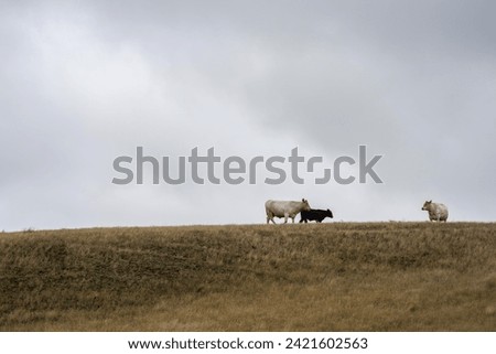 man working in agriculture. Boy riding a motorbike on a farm in outback Australia. Ranch worker herding cattle and cows in a field with a dog on a gravel road. Young farmer mustering livestock.