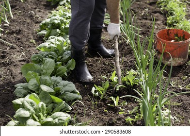 Man Working Garden With A Hoe